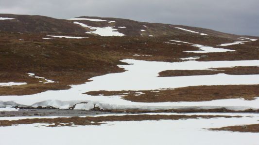 Arctic fox land